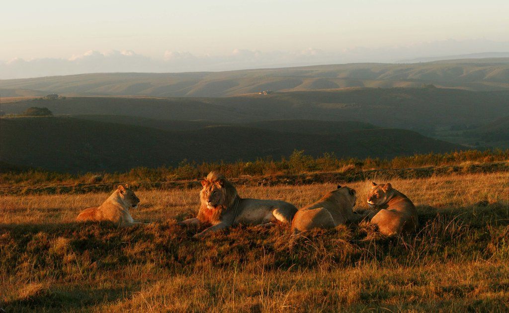 Gondwana Game Reserve Herbertsdale Екстер'єр фото