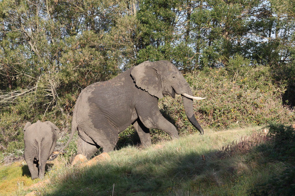 Gondwana Game Reserve Herbertsdale Екстер'єр фото