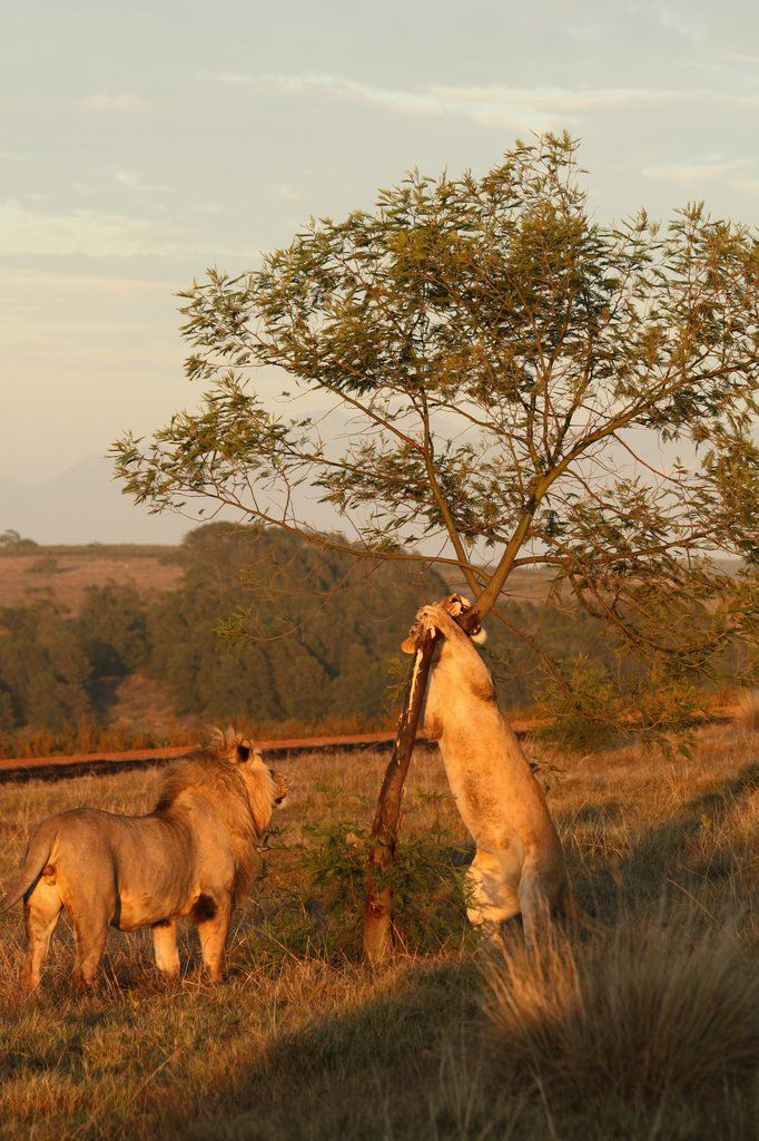 Gondwana Game Reserve Herbertsdale Екстер'єр фото