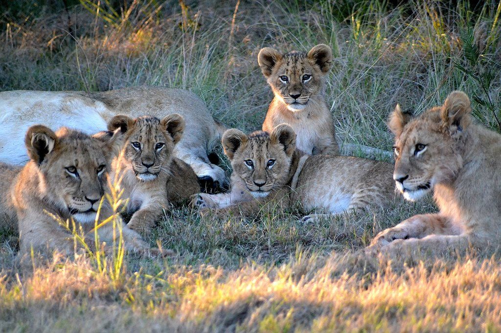 Gondwana Game Reserve Herbertsdale Екстер'єр фото