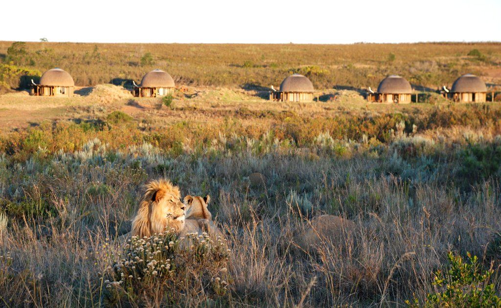 Gondwana Game Reserve Herbertsdale Екстер'єр фото